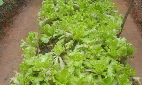 Apenados voluntários do projeto Replantar realizam colheita no presídio de Bulhões